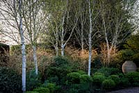 Mitton Manor Garden au printemps, Staffordshire. Le jardin topiaire de boîte formelle soutenu par des bouleaux argentés