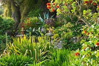 La terrasse du milieu avec Greyii Sunderlanii en premier plan - Tresco Abbey Garden, Tresco Isles of Scilly