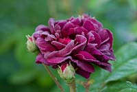 Rosa 'Munstead Wood '. Arbuste fortement parfumé à la rose. Poulton House Garden, Wiltshire.