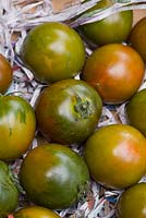 Tomates de taille moyenne, Lycopersicon esculentum, 'Nyagous', vertes avec des marques vertes plus foncées et un fard à joues rouge jaune.