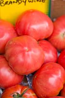 Grandes tomates de forme irrégulière, Lycopersicon esculentum, 'Brandywine'
