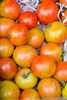 Lycopersicon esculentum, 'Tigerella '. Tomates rondes de taille moyenne, rouge jaune avec des marques vertes, affichées sur du papier journal déchiqueté.