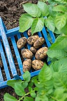Pommes de terre précoces fraîchement creusées, Solanum tuberosum 'Arran Pilot'