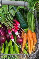 Sélection de légumes d'été fraîchement récoltés, radis, betteraves, carottes, courgettes et fèves