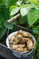 Récolte des premières pommes de terre précoces 'Juliette', type salade cireuse.