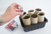 Jardinage pour enfants - Cultivez des graines de pois sucré dans des porte-rouleaux de papier toilette - Étiquetez avec une variété de graines utilisées