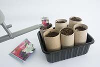 Jardinage pour enfants - Cultivez des graines de pois sucré dans des porte-rouleaux de papier toilette -