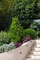Mur de jardin avec terrasse incurvée avec des lumières murales en cuivre, des marches et un jardin planté avec Aeonium arboreum atropurpureum 'Zwartkop', Plectranthus argentatus 'Sliver Sheild' et Buxus, Boxhedge.