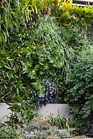 Détail d'un jardin vertical densément planté d'une variété de plantes différentes comprenant un grand succulent, Selenicereus chrysocardium et un Streptocarpus caulescens à fleurs bleues, 'Nodding Violet '.