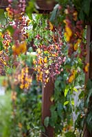 Thunbergia mysorensis 'Mysore Trumpet Vine' poussant sur une pergola en bois à fleurs rouges et jaunes pendantes.