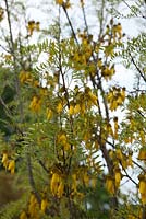 Sophora tetraptera, 'Kowhai', un petit arbre à fleurs jaunes pendantes.