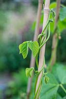 Phaseolus coccineus - Runner Bean, jeune plante enroulée vers le haut sur la canne de jardin, Norfolk, Angleterre, juillet.