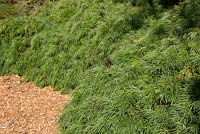 Acacia cognata 'Green Mist', au feuillage fin et vert moyen.