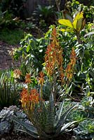 Aloe 'Mountain Gem', à fleurs tubulaires bicolores rouges et jaunes, feuilles charnues épineuses blanches mouchetées.