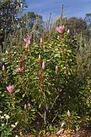 Protea cynaroides - King Protea, arbuste à fleurs et bourgeons non ouverts à pétales pointus rose pastel.