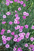 Dianthus 'Pikes Pink' - juin - Oxfordshire