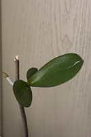 Démonstration d'un bébé orchidée poussant à partir d'une tige en fleurs - 'Keiki'