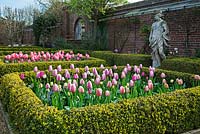 Jardin à la française avec Tulipa 'Ollioules et Shirley' dans des parterres de haies - Dunsborough Park, Surrey