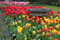 Jardin à la française avec Tulipa 'Apeldoorn' et Muscari - Dunsborough Park, Surrey