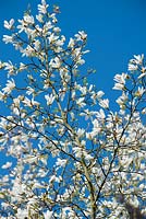 Magnolia kobus contre un ciel bleu