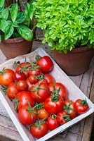 Tomates de serre, Solanum-lycopersicum - diverses variétés avec des pots de basilic, Norfolk, Angleterre, août.