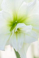 Hippeastrum 'Whinym' syn. 'Nymphe Blanche'