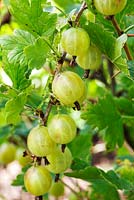 Ribes uva-crispa 'Hinnonmaki Green'