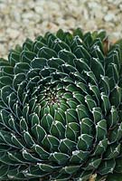 Agave victoriae reginae - Queen Victoria Agave ', succulente avec des feuilles charnues vert foncé avec une nervure médiane blanche et une marge disposée en spirale.