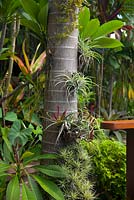 Un Archontophoenix cunninghamiana - 'Bangalow Palm', tronc avec une collection de Tillandsias épiphytes qui y poussent.