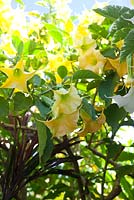 Brugmansia 'Aztec Gold, avec un feuillage vert moyen et des fleurs jaune vif en forme de trompette pendantes.