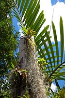 Un tronc de palmier mort avec des plantes épiphytes qui poussent dessus, avec des orchidées Dendrobium et Tillandsia usenoides, 'Spanish Moss '.