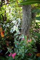 Tillandsia usenoides 'Spanish Moss', poussant dans un Plumeria, Frangipani, avec Pentas lanceolata, à fleurs rose foncé et Hibiscus roas-sinensis, ' Snow Queen ', à feuillage panaché blanc et vert,