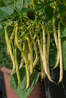 Phaseolus vulgaris 'Sonesta' - haricot nain