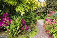 Ceanothus 'Concha', Acer palmatum, fougères et azalées sont parmi les plantes qui bordent un chemin dans le jardin japonais à Mount Pleasant Gardens, Kelsall, Cheshire photographié en juin