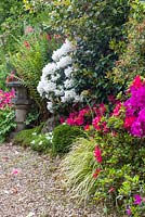 Rhododendrons, fougères, graminées et Astilbes bordent un chemin dans le jardin japonais à Mount Pleasant Gardens, Kelsall, Cheshire photographié en juin