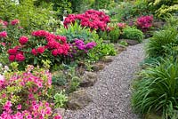 Un chemin serpente à travers Pleasant Gardens, Kelsall, Cheshire en juin. La plantation comprend, Rhododendrons, Azalées, Geum 'Mme Bradshaw' et Dicentra