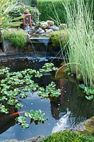 Étang bordé de briques circulaires avec fontaine, poisson et flottant Eichhornia crassipes - jacinthe d'eau. Southlands, juillet