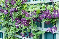 Clématite 'Etoile Violette' fleurissant sur treillis