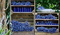 Le jardin de lavande, détail d'étagères de séchage de lavande coupée et de bouteilles en verre bleu vides, utilisées dans le processus d'extraction de l'huile de lavande. Les lavandes comprennent Lavandula angustifolia et L. x intermedia cultivars. RHS Hampton Court Flower Show en 2016 -
