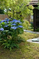 Gros plan d'un 'jardin d'été japonais' conçu par Saori Imoto, montrant un monticule doucement ascendant recouvert de mousse et planté d'hortensias bleus serrata, de fougères et d'acer palmatum. À droite, un chemin sinueux en gravier est serti de tremplins en granit. A droite, une entrée est encadrée par un paravent 'bambou' foncé et surmontée d'un toit 'bambou'. Hampton Court Flower Show, juillet 2016.