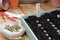 Semis de graines de haricots larges, graines dans un bac à graines en bois avec un crayon et des étiquettes en bois.