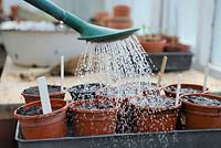 Tremper les graines fraîchement semées dans des pots de fleurs en plastique avec de l'eau de l'arrosoir