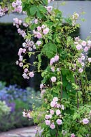 Rosa 'Paul's Himalayan Musk' sur arc métallique. Le jardin de l'hospice de St John, l'apothicaire moderne. RHS Chelsea Flower Show 2016