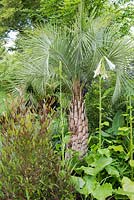 Butia capitata avec Cardiocrinum giganteum et Dodonaea viscosa purpurea - The Bowel Disease UK Garden for Crohn's Disease, RHS Hampton Court Palace Flower Show 2016