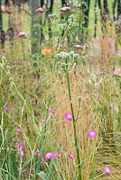 Lychnis coronaria 'Mese' et Eryngium yuccifolium - S'efforcer de survivre, RHS Hampton Court Palace Flower Show 2016