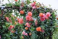 RHS Greening Grey Britain Garden. Rosa 'Westerland '. RHS Chelsea Flower Show 2016, Design: Ann-Marie Powell, Sponsors: RHS