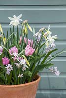 Narcisse 'Thalia', Tulipa 'Synaeda Amor' et Chionodoxa forbesii 'Pink Giant'