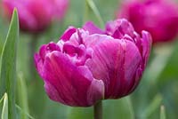 Tulipa 'Double Dazzle'