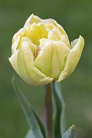 Tulipa 'Vérone'