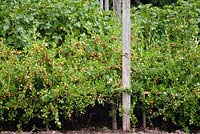 Ribes uva-crispa. Parterre de groseilles rouges en cage à fruits. Les branches inférieures des plantes sont soulevées sur des supports en bois pour faciliter la cueillette et le désherbage en dessous.